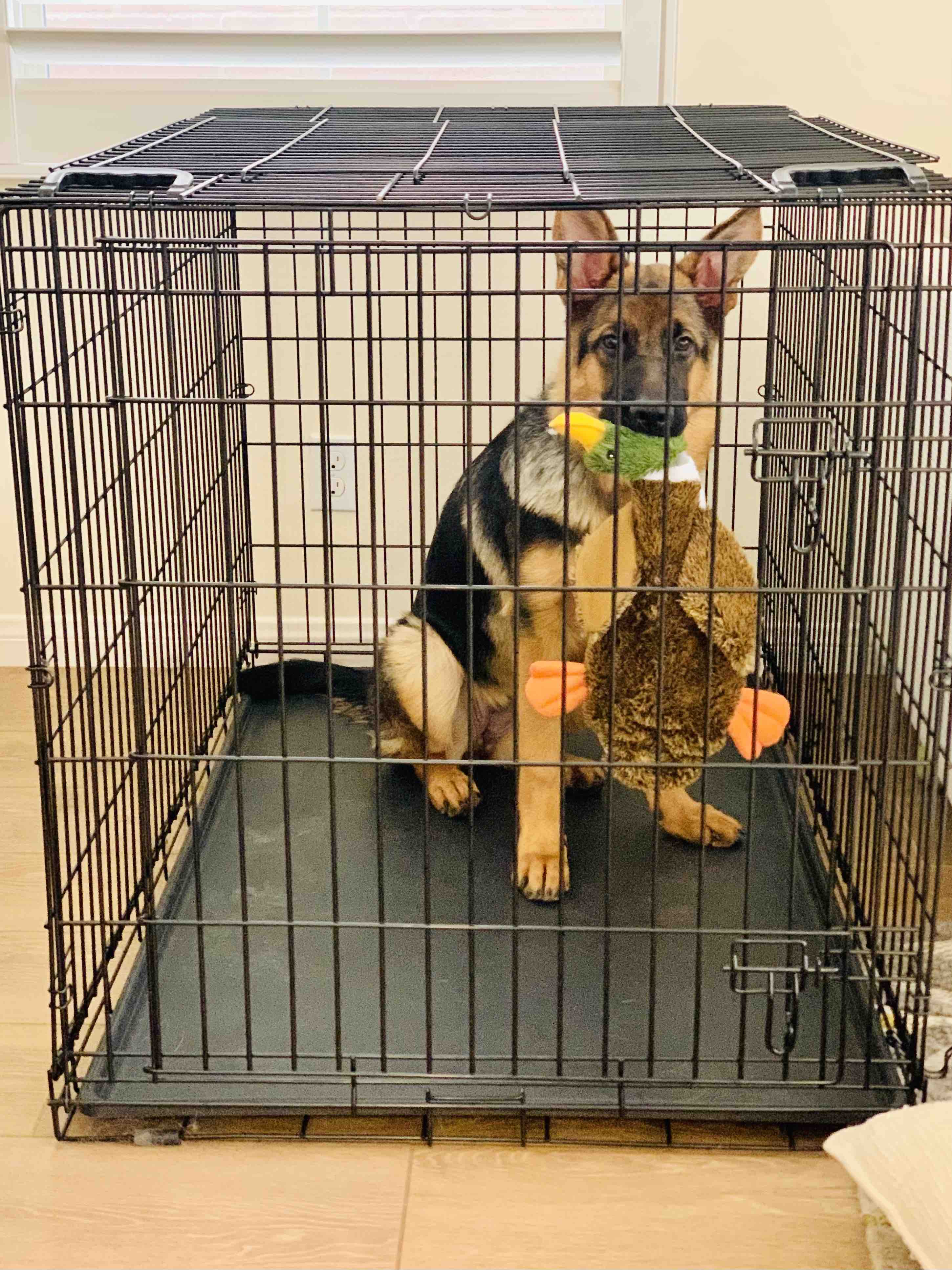 Lucy in crate